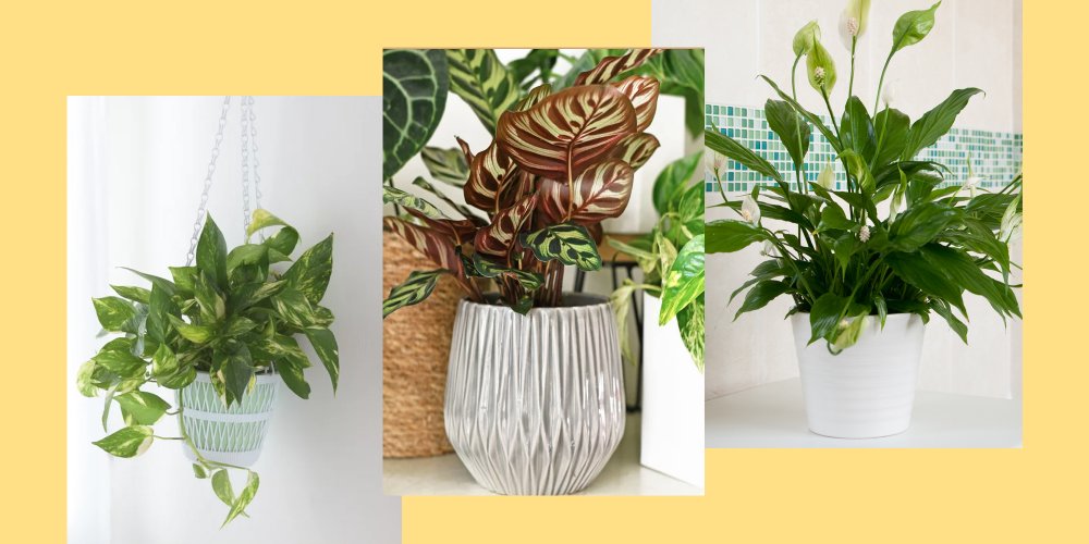 Choisir une plante qui n’a pas besoin de lumière pour le salon