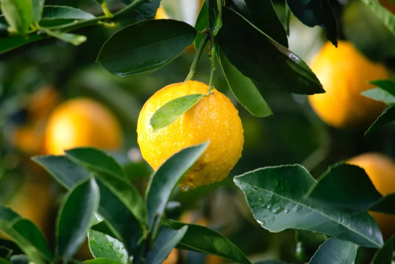 citronier atteind de chlorose