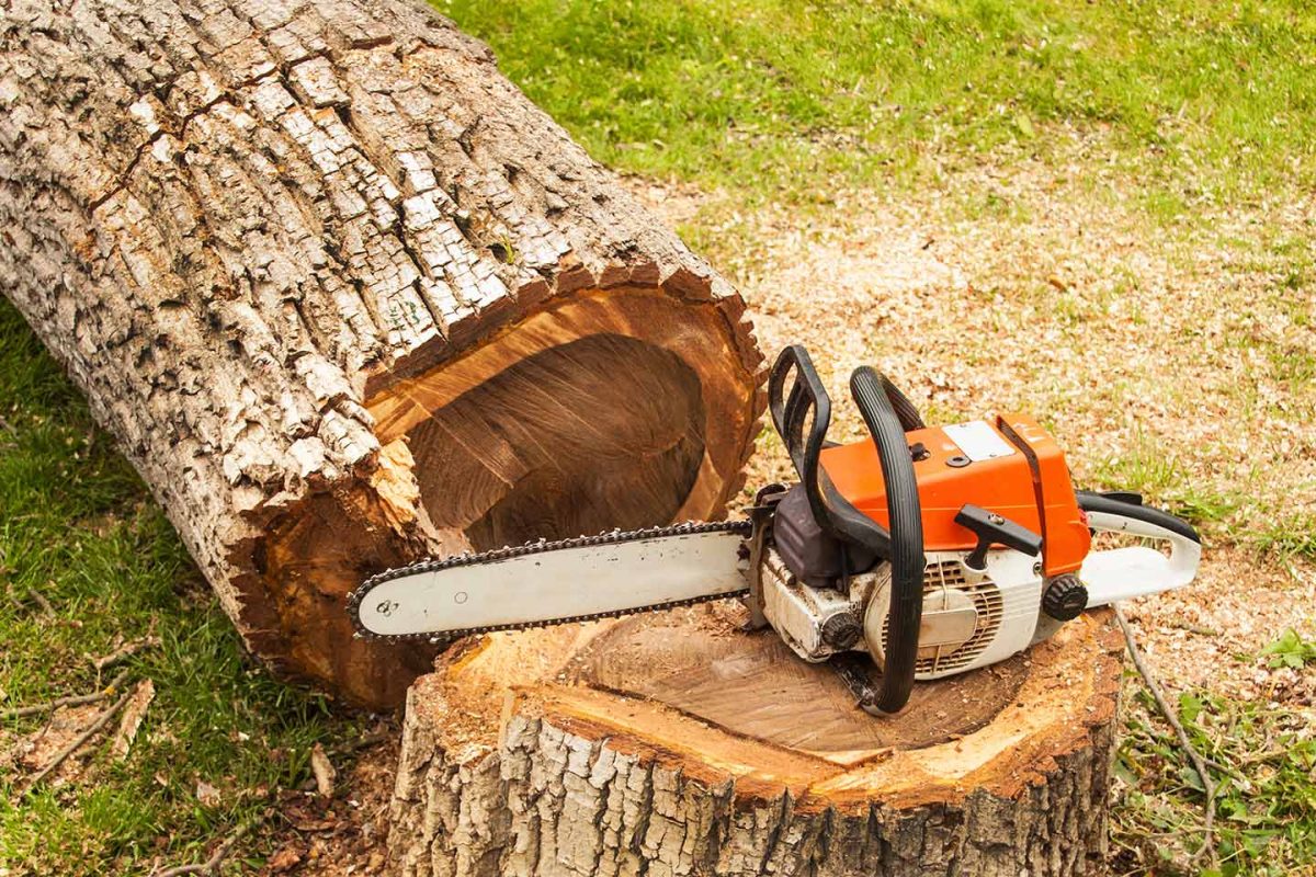 coupe d'arbre