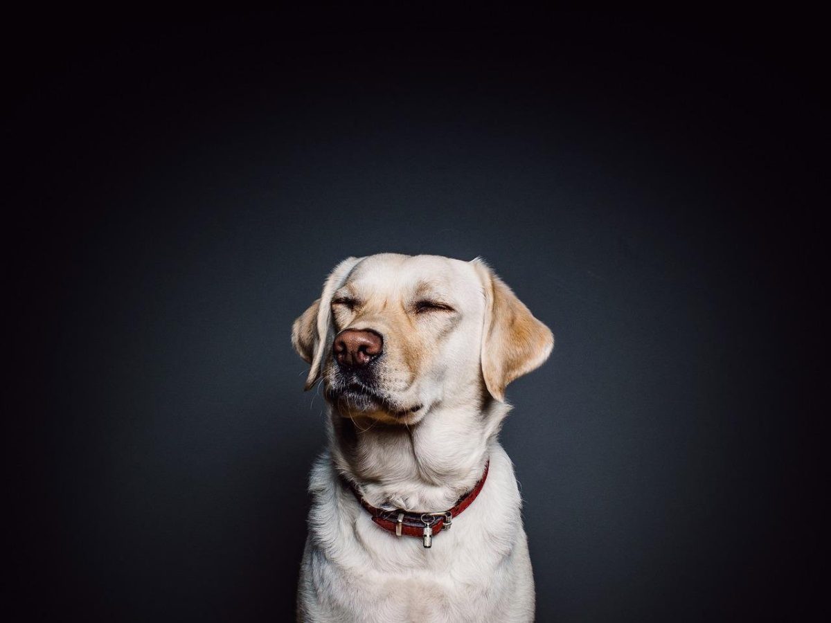 Composte pour les crottes de chien, bonne idée