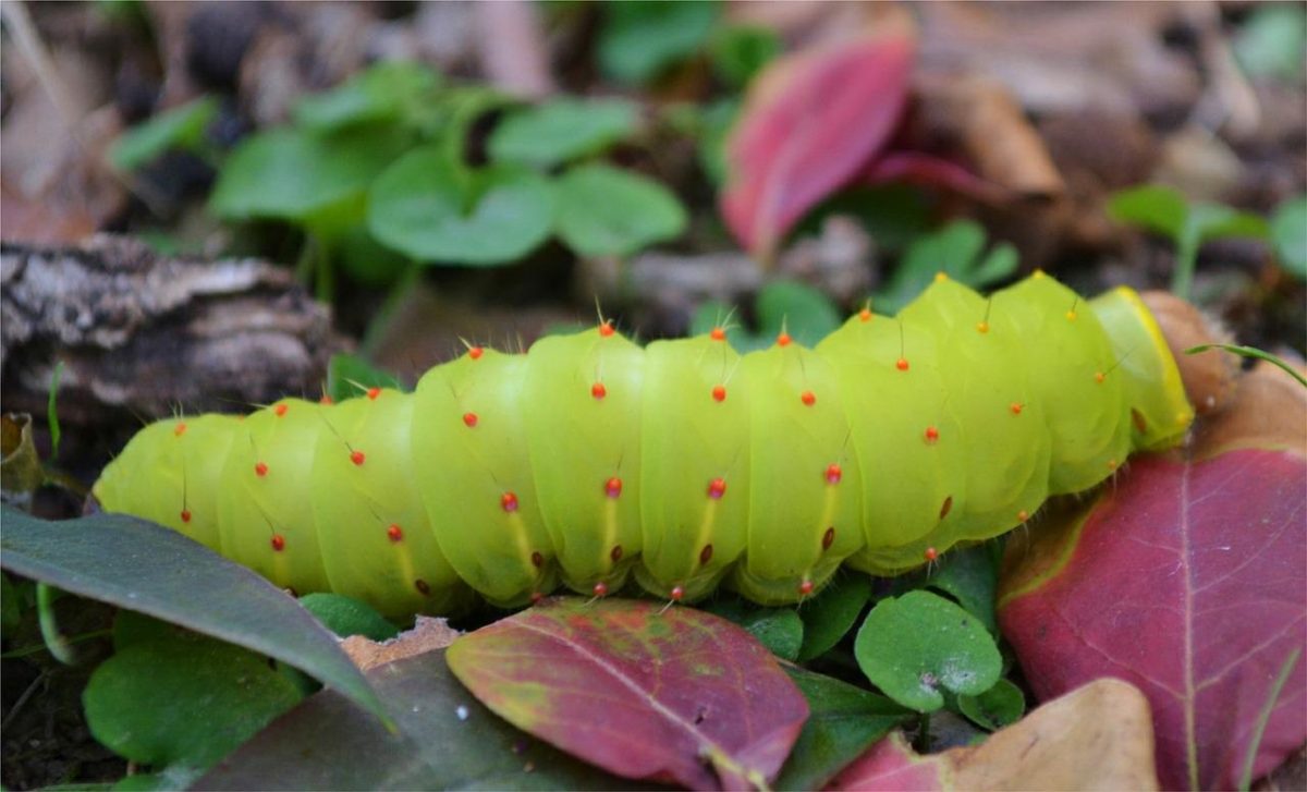 Pourquoi y a t&rsquo;il des chenille verte dans mon jardin