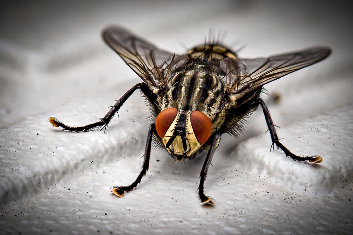Faire un anti mouche naturel à la maison - Habitats Durables