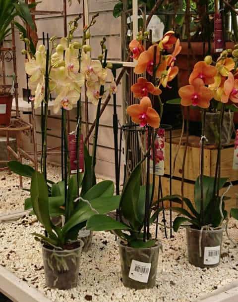 Les orchidées poussent mieux dans des pots transparents avec des trous sur le côté et la base pour une bonne circulation de l'air et un bon drainage.