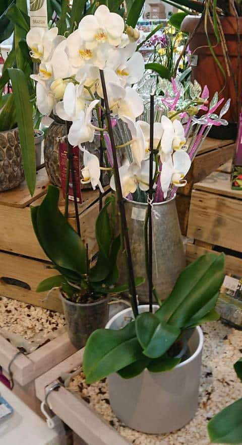 Les meilleurs pots pour faire pousser des orchidées