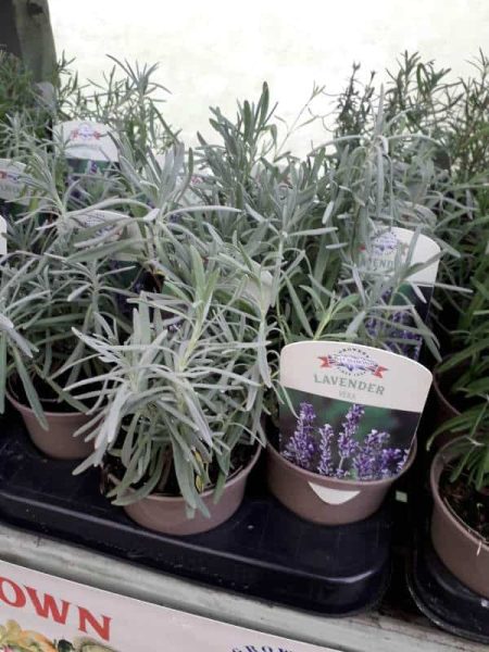 Planter de la lavande