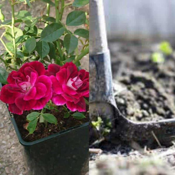 Rosiers en terre argileuse