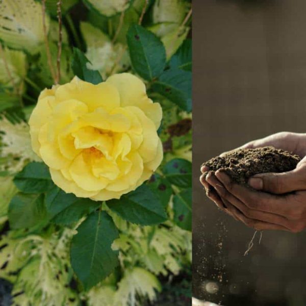 Le meilleur paillis pour les roses