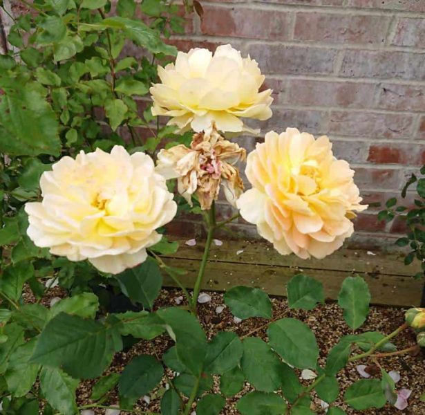 roses dans un sol rocailleux