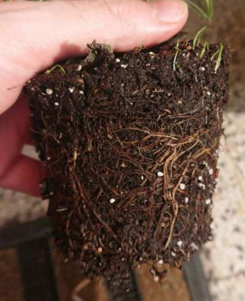 Plante aux racines brun foncé indiquant la pourriture des racines.