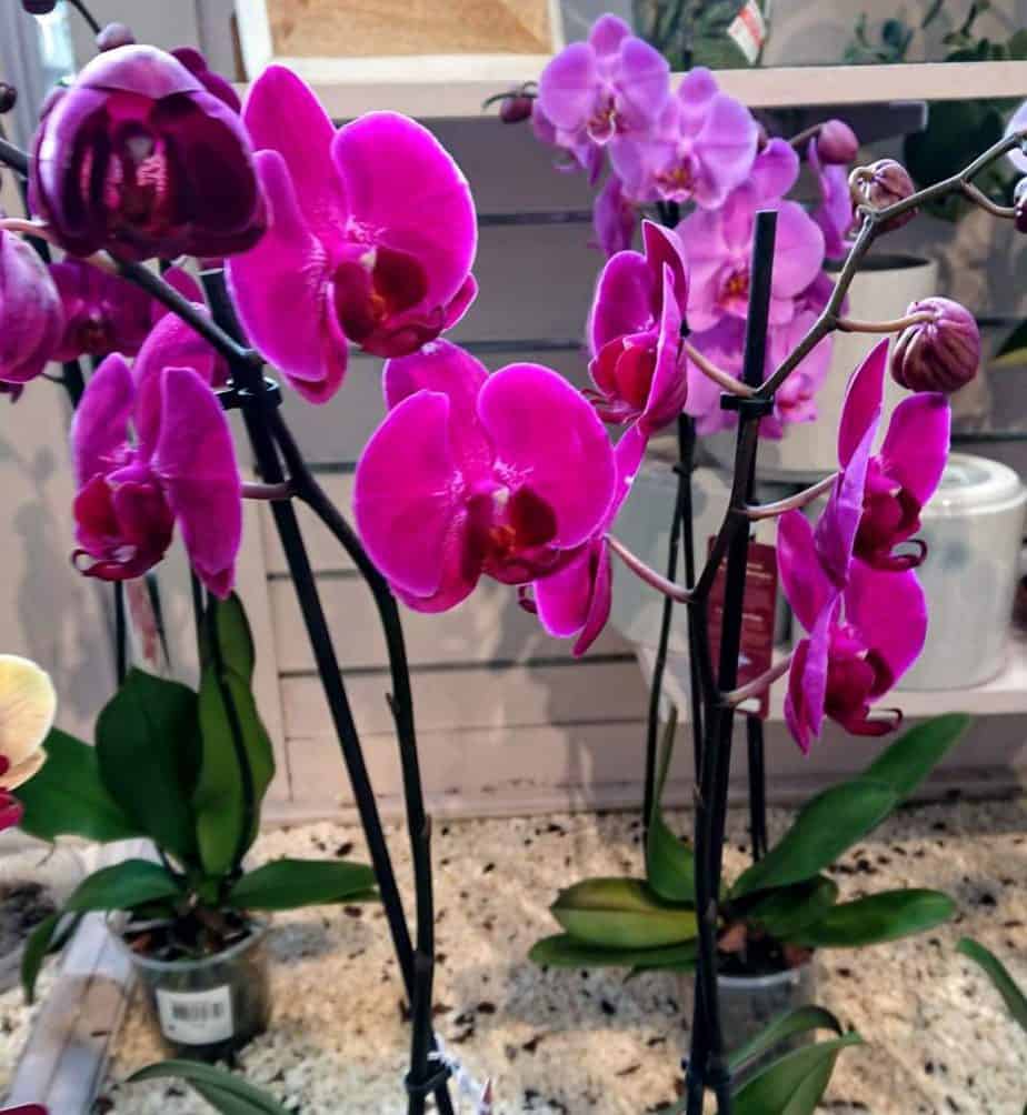 Les orchidées affichent plus de fleurs dans des pots plus petits.