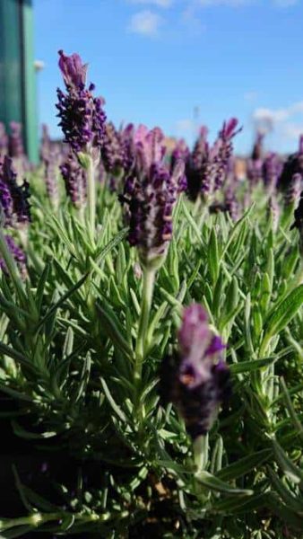 Fleurs de lavande