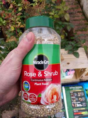 Utilisez un produit spécifique tel que l'engrais granulaire miracle-gro qui contient le bon équilibre de nutriments pour plus de fleurs de roses.