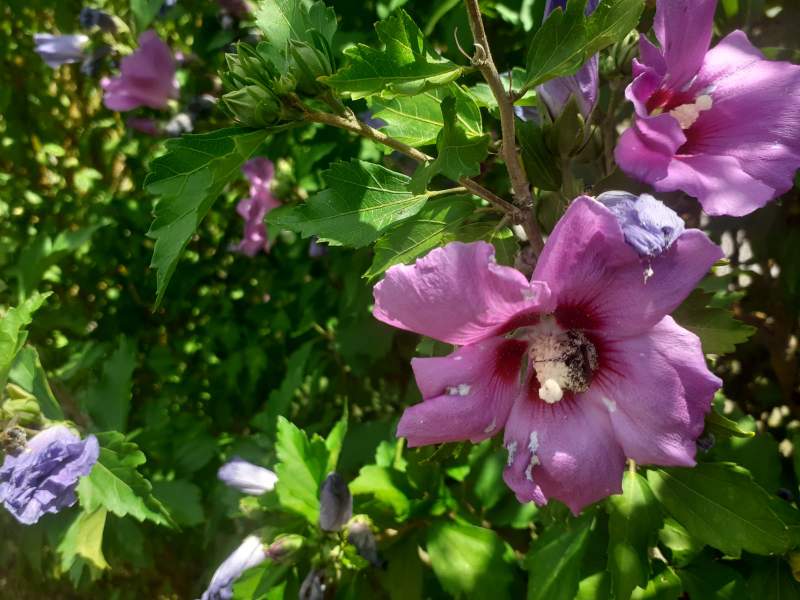Comment augmenter la floraison des hibiscus