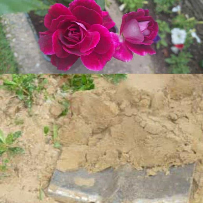 Roses en terre sablonneuse