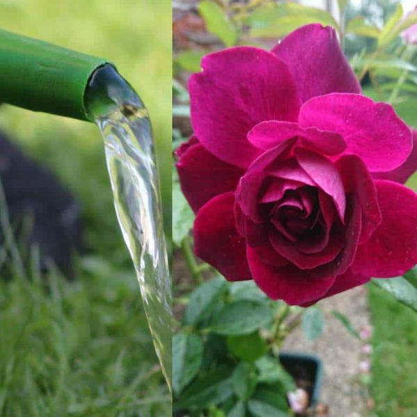 Arrosage des roses