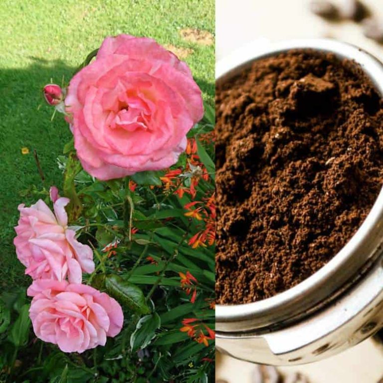 Les roses aiment-elles le marc de café ?