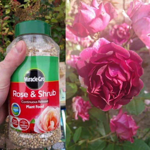 Quand fertiliser les roses