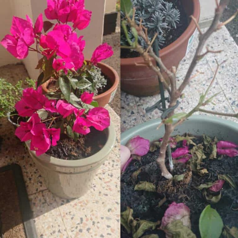 Pourquoi mon bougainvillier perd ses feuilles