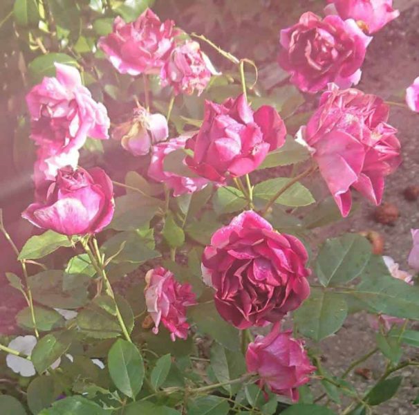 Les roses pousseront-elles dans un sol humide?