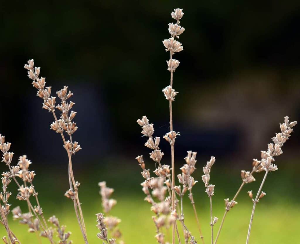 Pourquoi mes fleurs de lavande deviennent-elles brunes ? (3 Solutions)