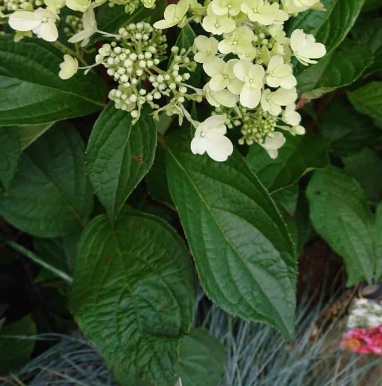 Hortensia tombant