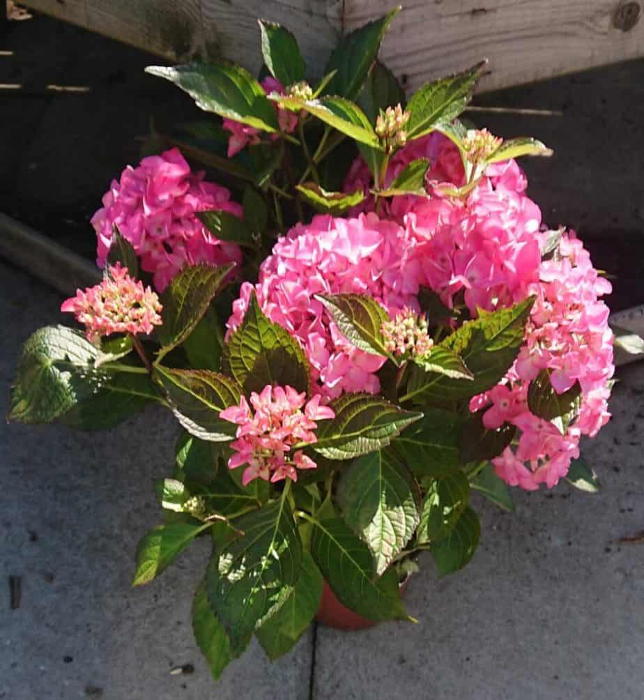 Comment augmenter la floraison des hortensias (6 méthodes)