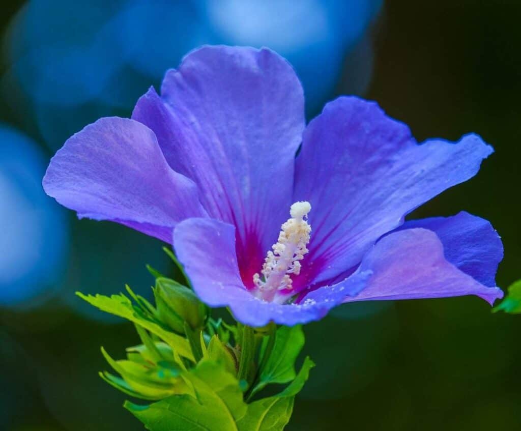 Hibiscus ne fleurit pas – Raisons pour lesquelles l’hibiscus ne fleurit pas
