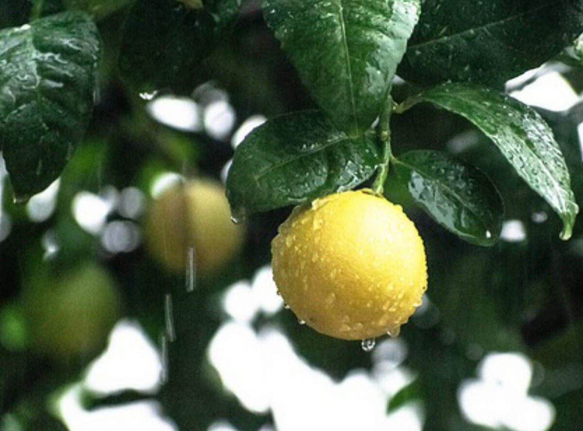 Comment arroser les citronniers