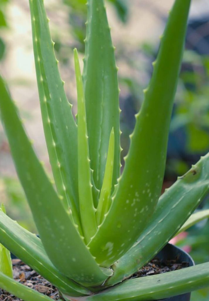 Comment faire revivre une plante d'aloe vera mourante