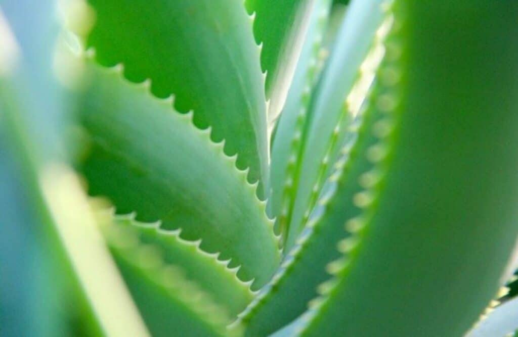 Pourquoi mes feuilles d’Aloe Vera sont-elles douces ?