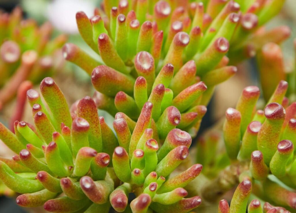 Comment prendre soin du jade ‘Gollum’ (Crassula ovata)