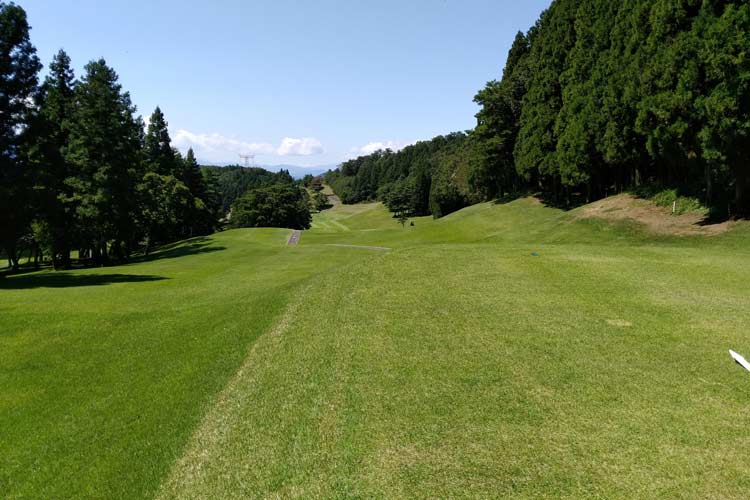 Herbe Paspalum Seashore: qu’est-ce que c’est et comment la cultiver