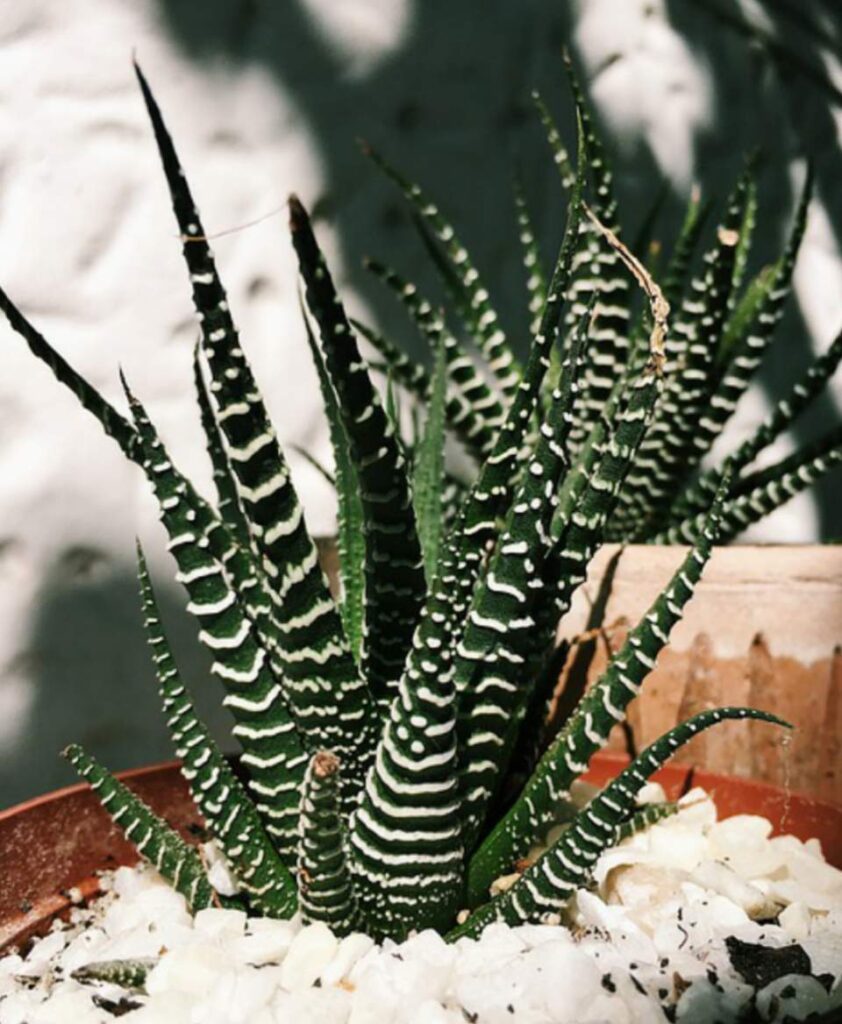 Comment arroser les succulentes de zèbre