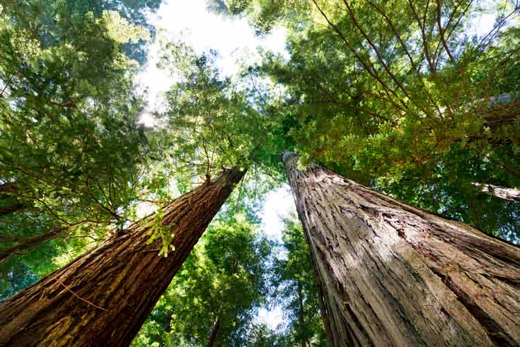 Quelle est la hauteur moyenne d'un séquoia