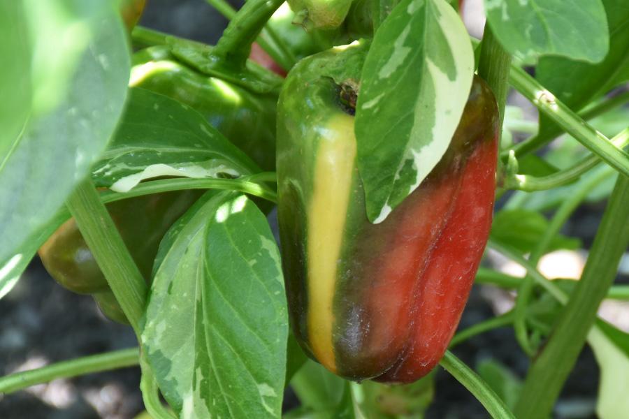 Comment prendre soin des lavandes avec succès pendant l’hiver