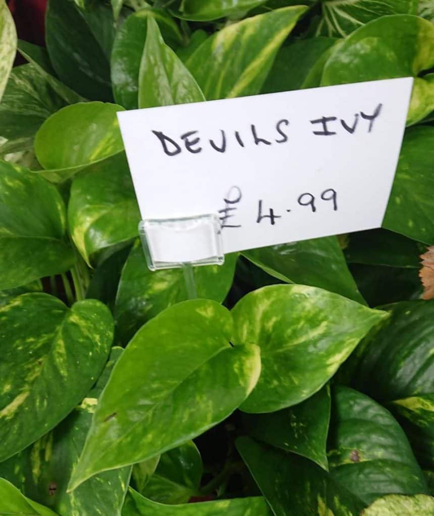 https://www.gardenerreport.com/how-to-save-a-pothos-plant-with-yellow-leaves/