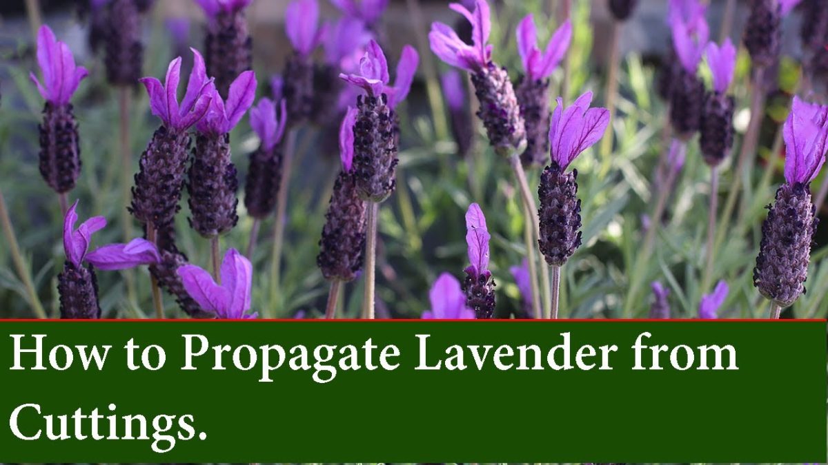 https://www.gardenerreport.com/why-is-my-lavender-woody/
