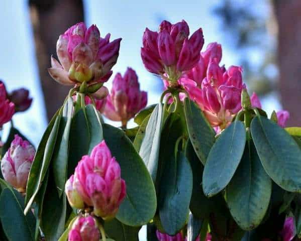 Rhododendron qui ne fleurit pas