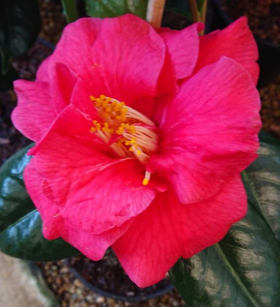 (7 raisons) Pourquoi votre camélia ne fleurit pas