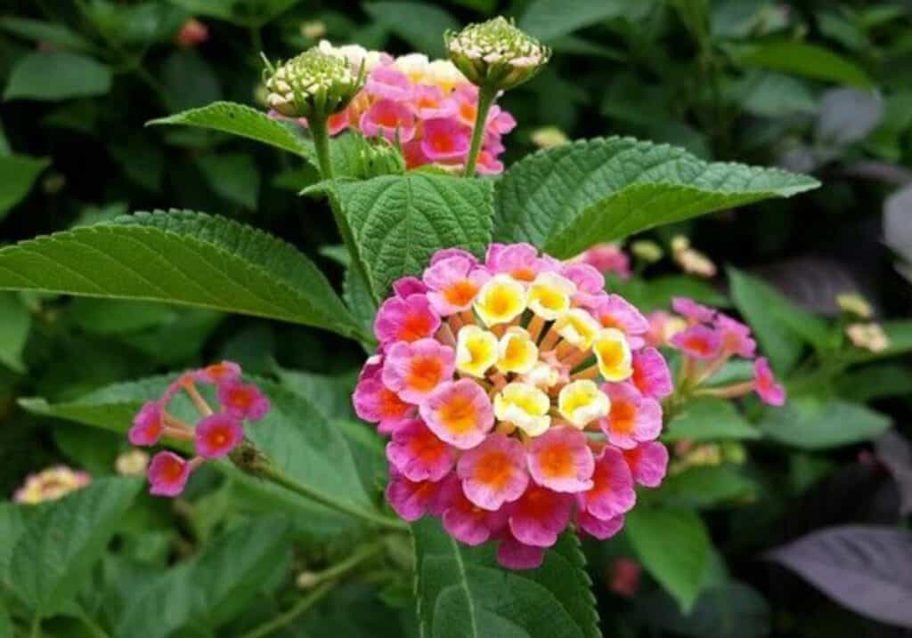 Pourquoi mon Lantana ne fleurit-il pas ? (La solution)
