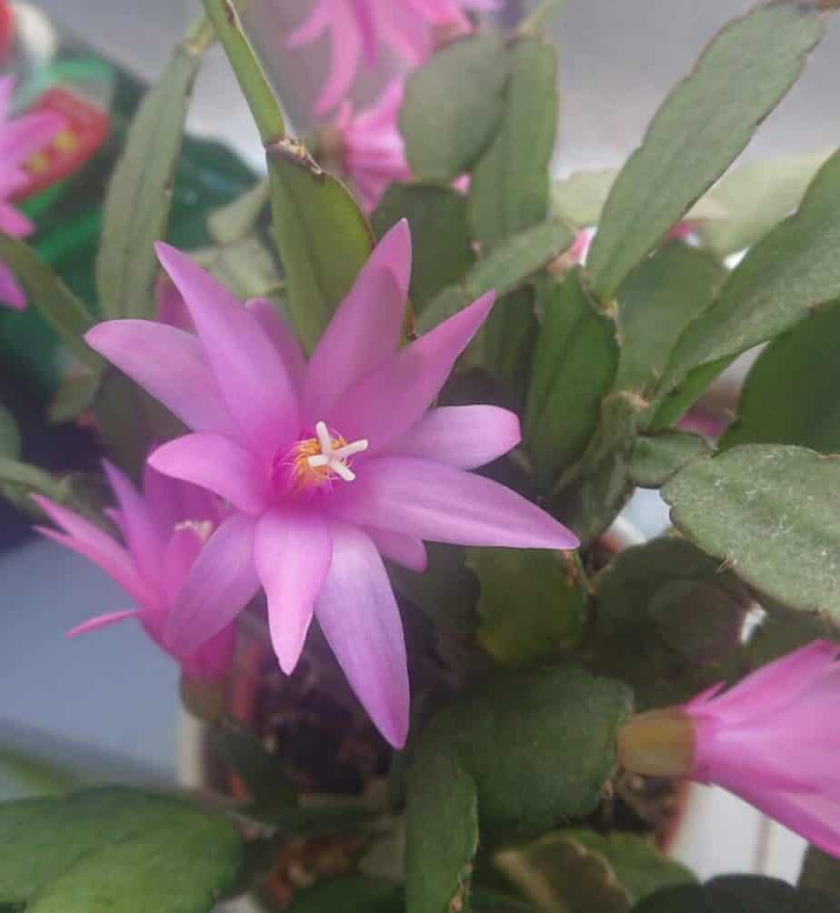 Pourquoi mon cactus de Noël laisse-t-il tomber des bourgeons ?