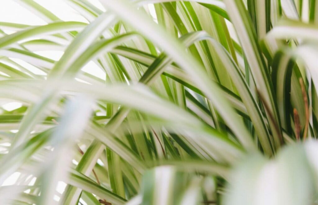 Conseils indispensables pour arroser les plantes araignées