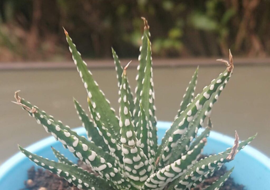 Zebra Succulent avec des pointes de feuilles brunes ? (Comment le résoudre)