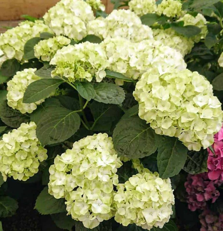 hortensia devenant vert