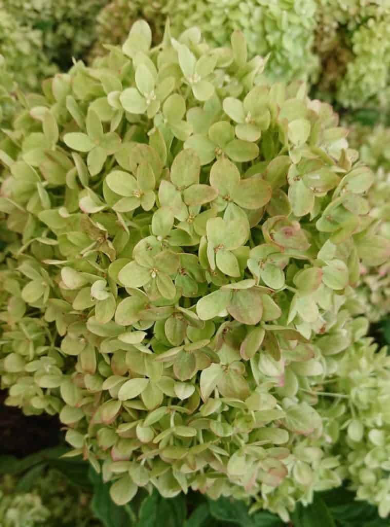 Certaines variétés d'hortensias ont des fleurs naturellement vertes.