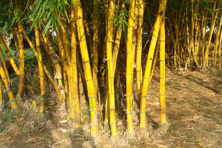Pourquoi le bambou devient-il marron/jaune ?
