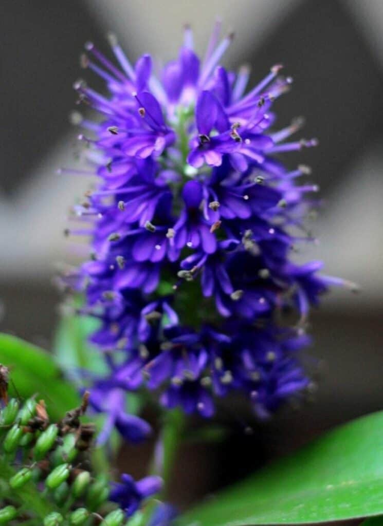 Pourquoi mon Hebe ne fleurit-il pas ?