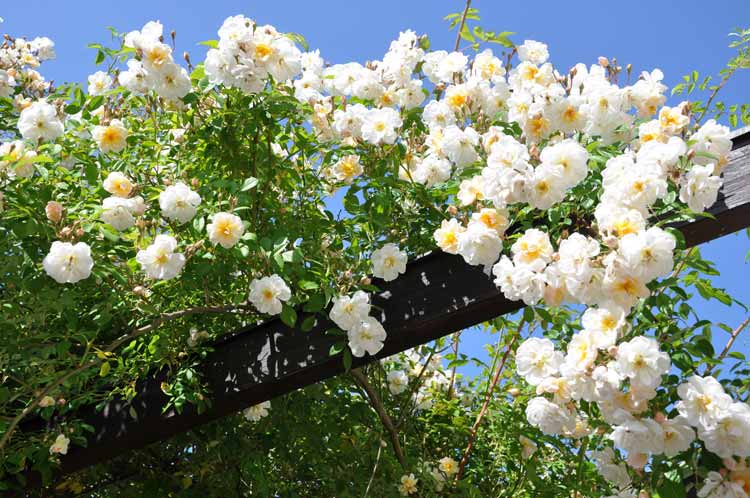 Avoir des roses blanches saines et belles