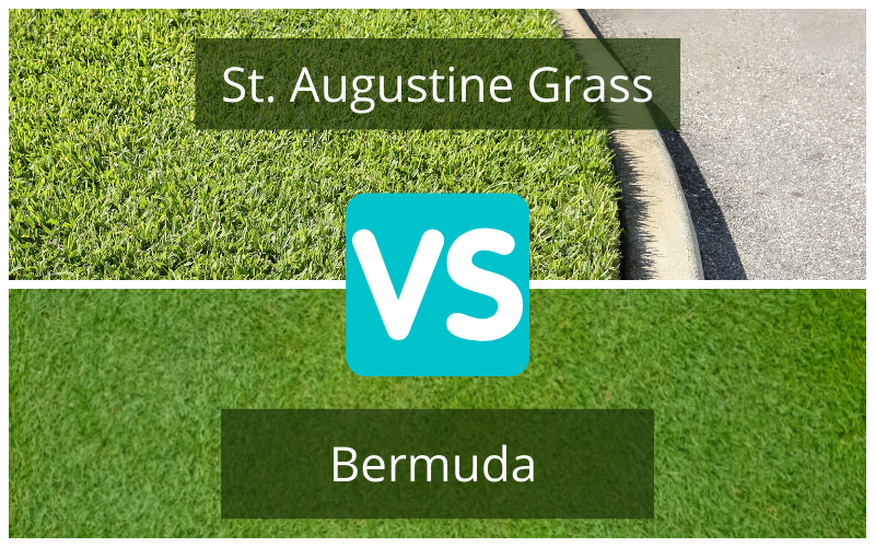 Bermuda ou St. Augustine ?