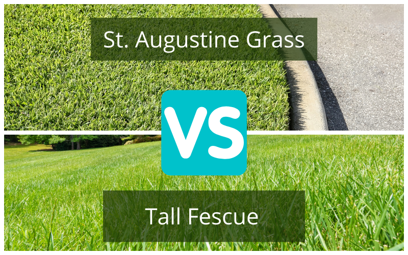 Fétuque élevée vs St Augustin